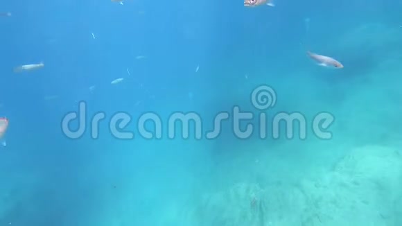 游泳海龟美丽的水下海洋背景视频的预览图