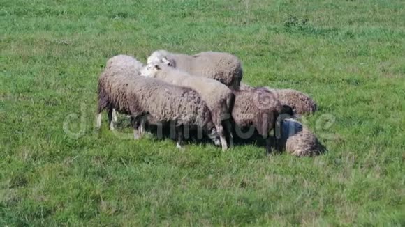 一片绿色草地上的老羊和小羊群视频的预览图
