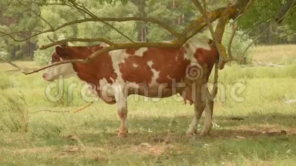 一头脏牛在树下的草地上觅食动物牛的特写视频的预览图