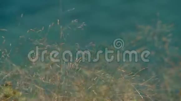 山上的草和模糊的海视频的预览图