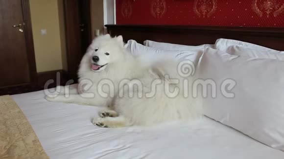 美丽蓬松的白色狗哈士奇萨莫伊德躺在家里的一张大床上视频的预览图
