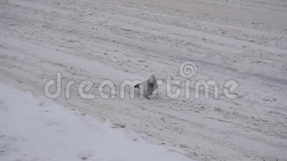 鸟儿在冬天的雪道上背景慢动作视频的预览图