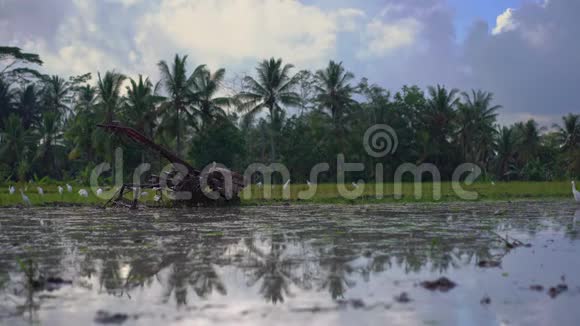 农民拖拉机在稻田里种水稻前耕种田地田野里满是泥水视频的预览图