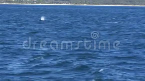 追踪驼背和小腿在梅林布拉浮出水面的镜头视频的预览图
