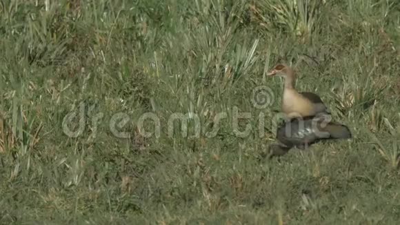 一只埃及鹅和哈达伊比斯在马赛马拉游戏保护区视频的预览图