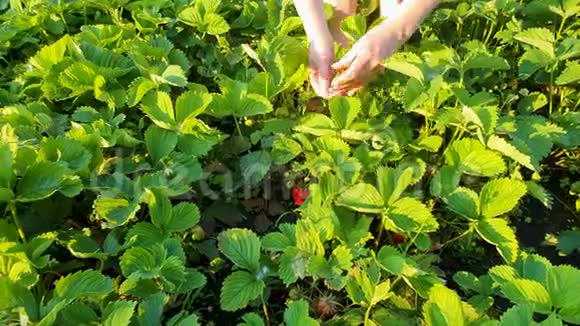 日落时分在绿茵场上摘草莓的女性双手被拍下来视频的预览图