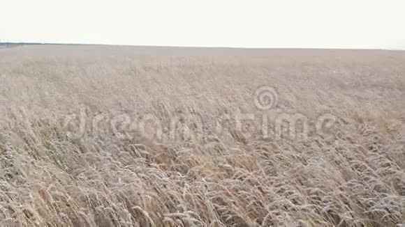 一大片小麦成熟的田野阴天视频的预览图