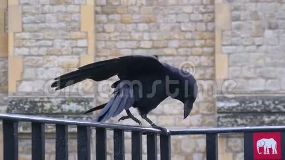 英国伦敦塔的黑鸦视频的预览图