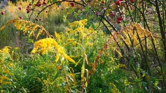秋天的山楂树上散布着许多鲜红色的健康浆果一夫一妻制黄色野花中期计划视频的预览图