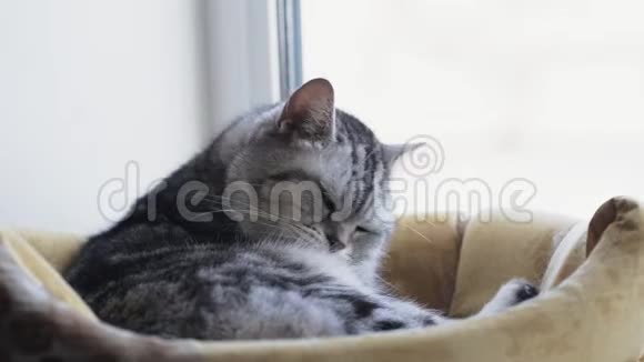 英国猫坐在他家洗澡视频的预览图
