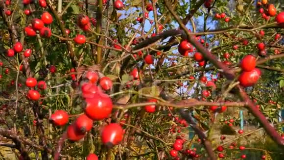 秋天的山楂树上散布着许多鲜红色的健康浆果一夫一妻制特写镜头视频的预览图