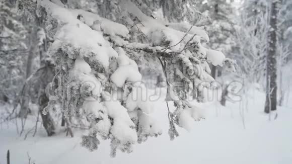 雪上攀缘松树降雪下的云杉枝视频的预览图