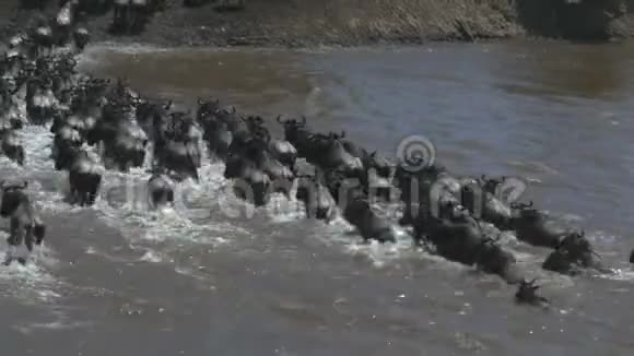 马塞马拉游戏保护区内一只野牛群穿越马拉河的高角度后景视频的预览图