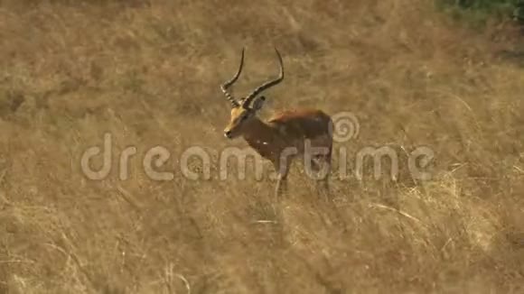 一只黑斑羚羚在马赛马拉游戏保护区向左行走视频的预览图