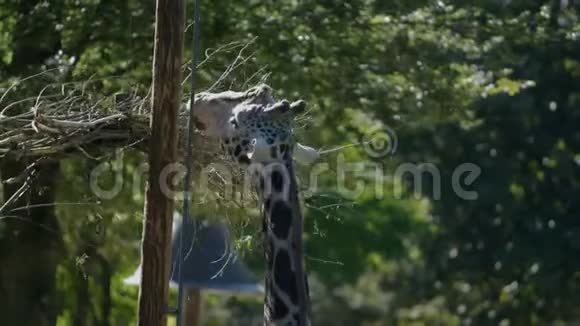 一天在动物园里吃的漂亮长颈鹿的照片视频的预览图