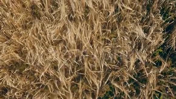 成熟的燕麦在田间视频的预览图
