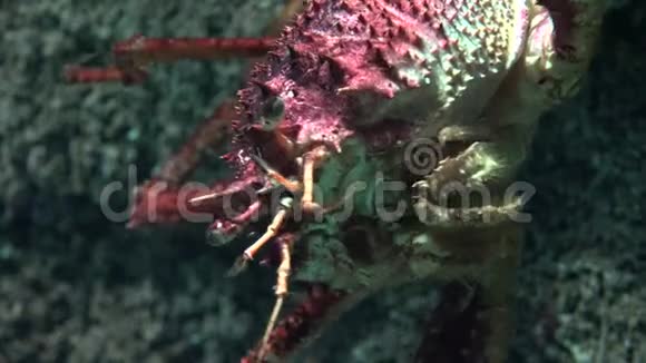 一个丑陋的甲壳类海底视频的预览图