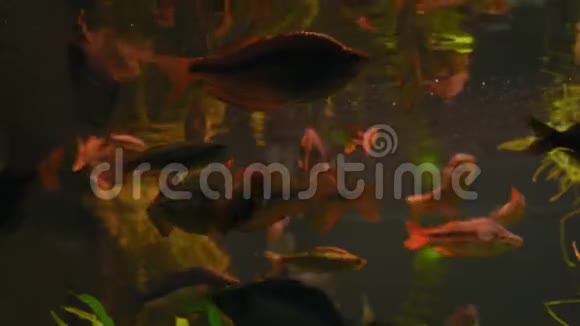 近景底景美拉尼西亚鱼类在藻类的玻璃后面的水族馆游泳视频的预览图