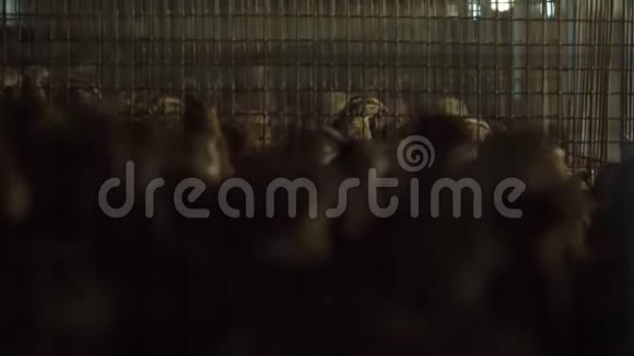 工厂里的鹌鹑鸟家禽养殖场笼子里的鹌鹑和鸡蛋视频的预览图