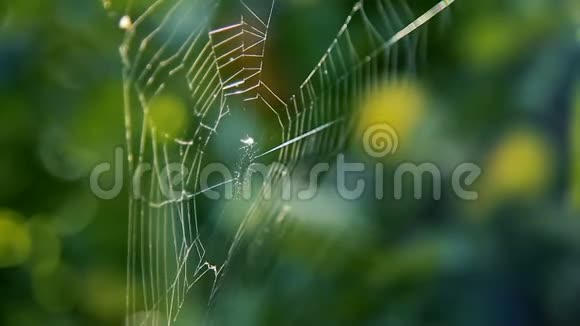 蜘蛛在花园树枝上的网视频的预览图
