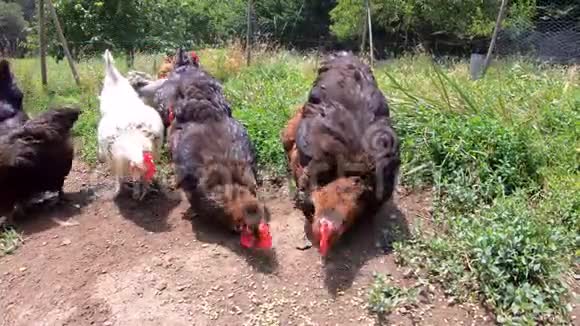 几只自由活动的鸡在鸡舍外吃种子谷物母鸡在吃东西农场动物视频的预览图