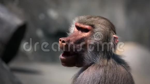 动物园里的哺乳动物黑猩猩视频的预览图