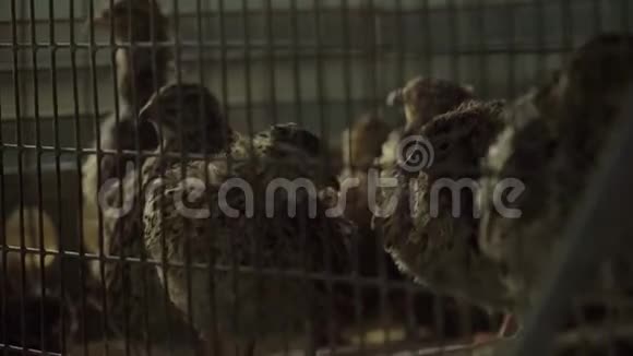 工厂里的鹌鹑鸟家禽养殖场笼子里的鹌鹑和鸡蛋视频的预览图