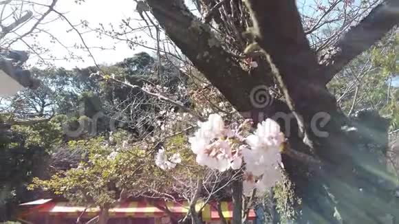 樱花盛开神殿视频的预览图