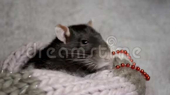 黑鼠坐在温暖的围巾上装饰着圣诞洗着搅拌的胡子视频的预览图