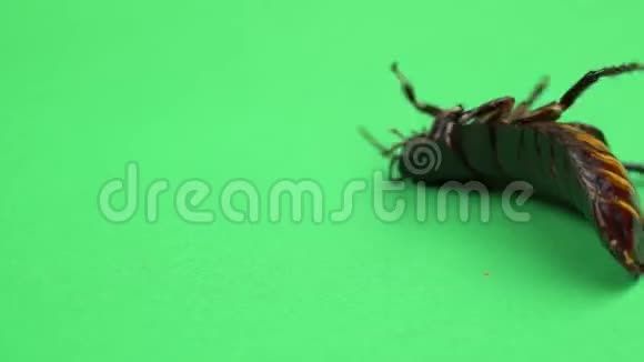 一只蟑螂在背上旋转试图站在爪子上绿色屏幕关门视频的预览图