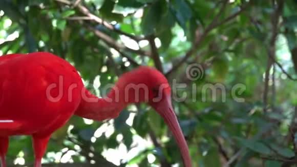 红色奇异鸟长喙朱红色视频的预览图