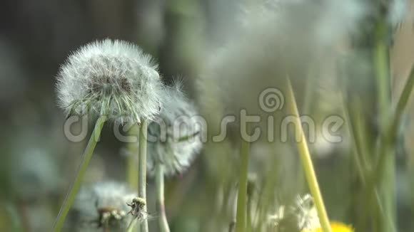 春日蒲公英花自然背景视频的预览图
