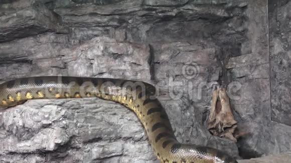 大蟒蛇视频的预览图