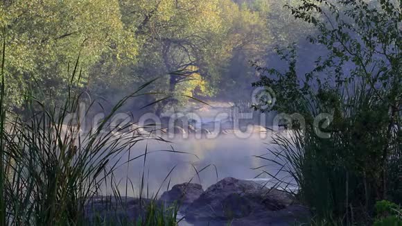 窄窄的河流水流湍急在寒冷的秋日清晨河岸上有柳树和芦苇视频的预览图
