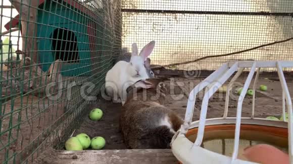 三只家养的毛茸茸的白色和灰色的农场兔子睡在动物农场的笼子里牲畜饲养动物视频的预览图