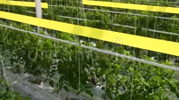 番茄植株的多利移动在一个大温室里生长在一个特殊的设备上视频的预览图