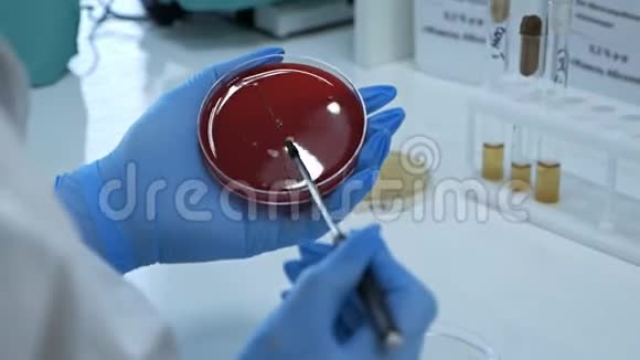 各种细菌和微生物的细菌作物由实验室工作人员戴手套进行一直在播视频的预览图