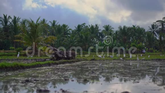 农民拖拉机在稻田里种水稻前耕种田地田野里满是泥水视频的预览图
