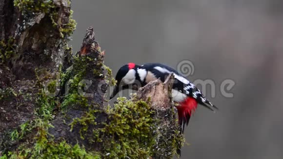 大斑点啄木鸟在一棵树上下雨视频的预览图