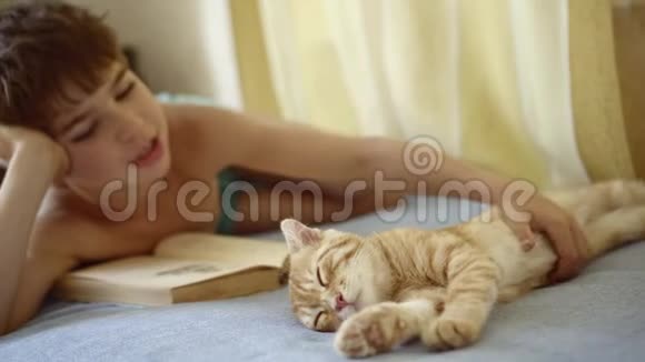男孩停止阅读开始抚摸睡觉的生姜苏格兰折叠小猫视频的预览图