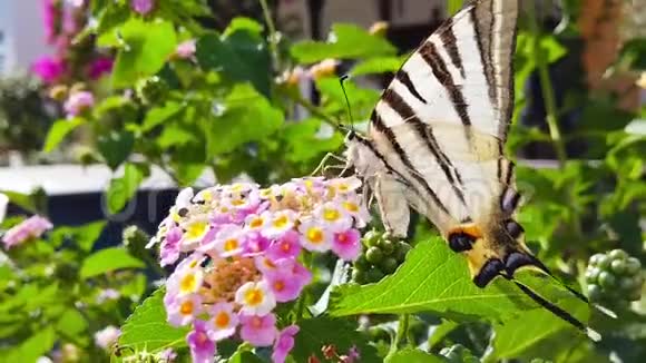 斑马燕尾蝶花锦葵花慢动作视频的预览图