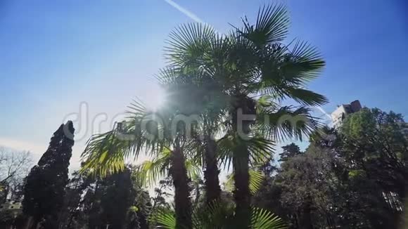 阳光下的三棵棕榈树映衬着蓝天和绿色的花园视频的预览图