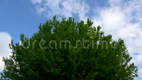 时间流逝蓝天和云彩上的树和春天的叶子视频的预览图