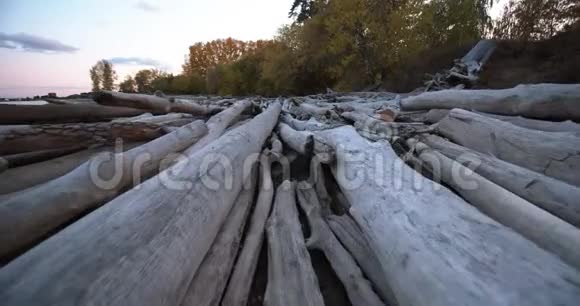 许多老干原木躺在海边被海浪冲走视频的预览图