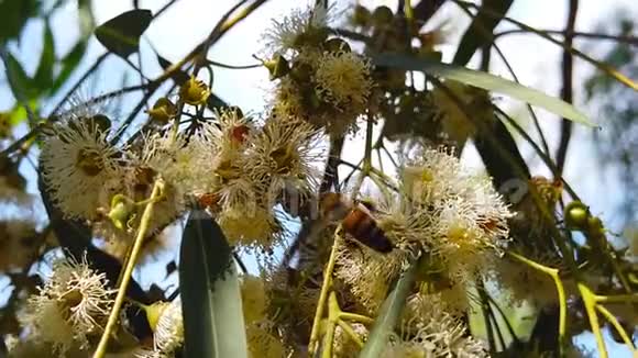 桉树叶片上的蜜蜂视频的预览图