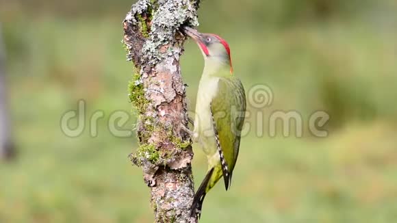 欧洲绿色啄木鸟在原木上吃视频的预览图
