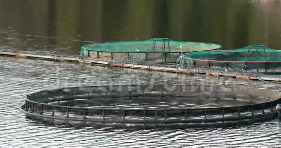 渔业鱼场在夏季湖泊或河流在美丽的夏季阳光日鱼场鲑鱼关闭视频的预览图