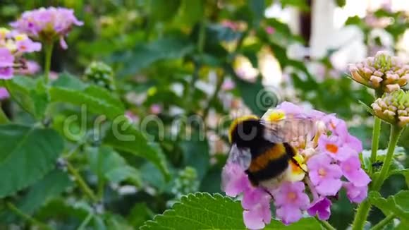 大黄蜂在兰塔纳香樟花09慢速运动视频的预览图