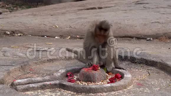 猴子迎接日落视频的预览图