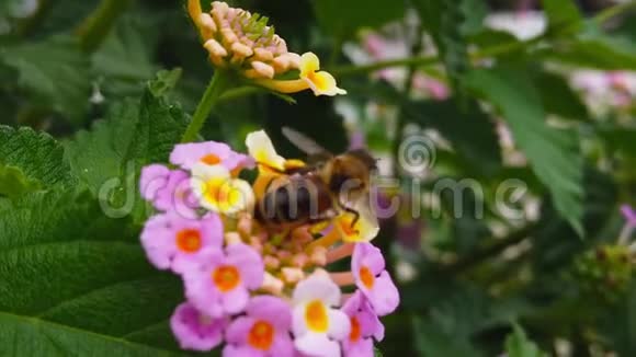 花香蜜蜂慢动作视频的预览图